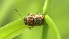 Pachybrachis texanus