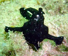 Lophiiformes