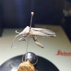 Physomerus grossipes