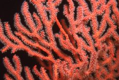 Melithaea