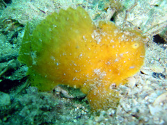 Lophiiformes