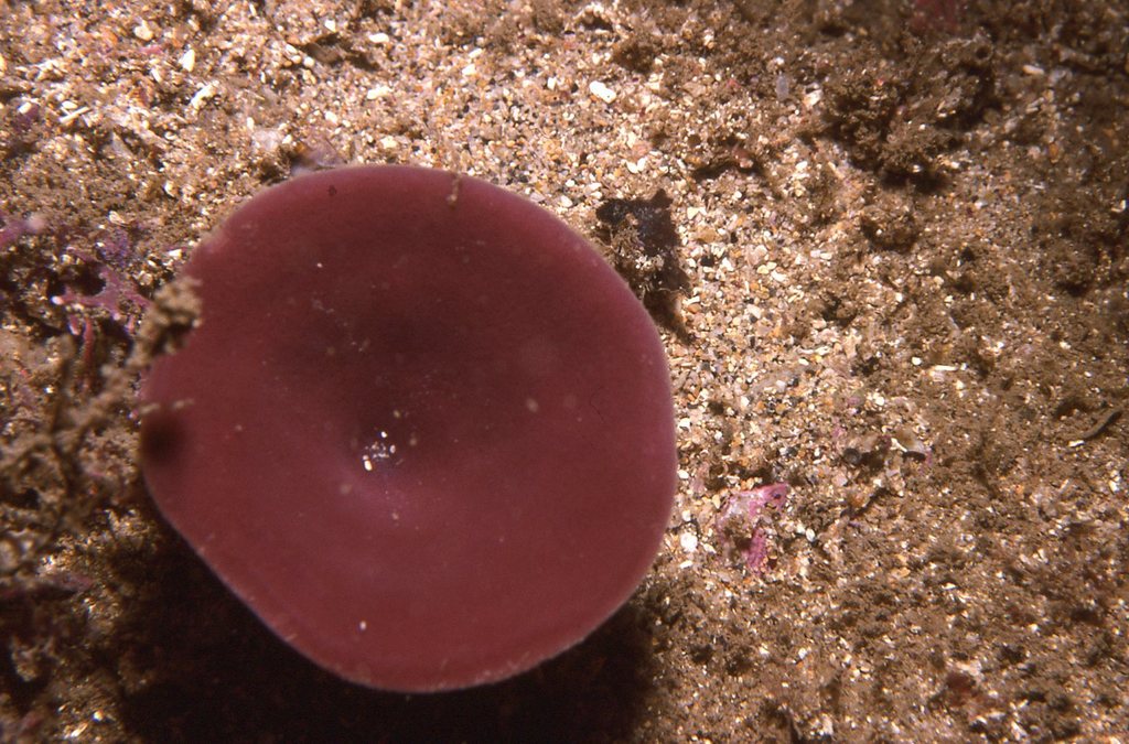 Cymbastela concentrica