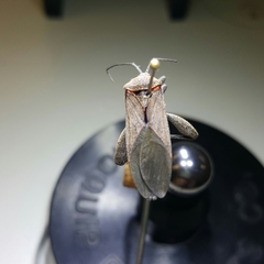 Physomerus grossipes