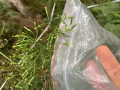 Senecio bipinnatisectus