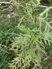 Senecio bipinnatisectus