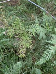 Senecio bipinnatisectus