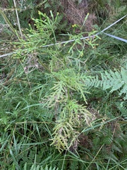 Senecio bipinnatisectus