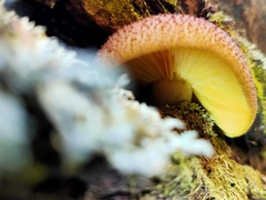 Tricholomopsis scabra