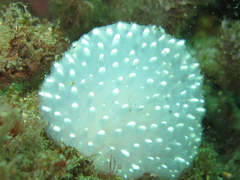 Polycitor giganteus