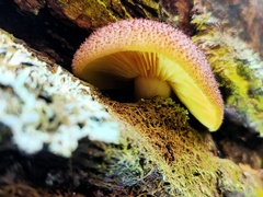 Tricholomopsis scabra