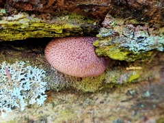 Tricholomopsis scabra