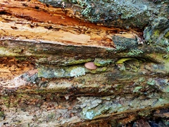 Tricholomopsis scabra