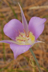 Calochortus macrocarpus macrocarpus