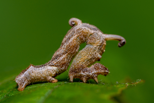 Horned Spanworm Moth photo 4