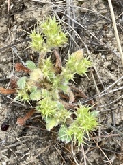 Chorizanthe minutiflora