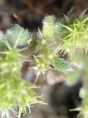 Chorizanthe minutiflora