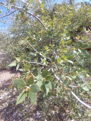 Quercus ajoensis
