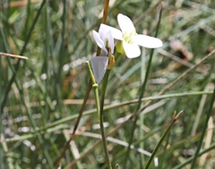 Cardamine lilacina