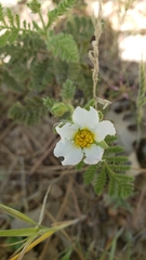 Chamaebatia foliolosa