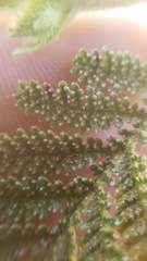 Chamaebatia foliolosa