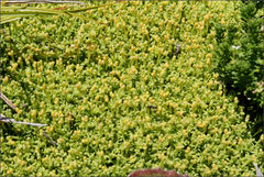 Scleranthus biflorus