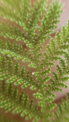 Chamaebatia foliolosa