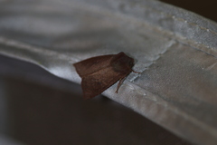 Orthosia transparens