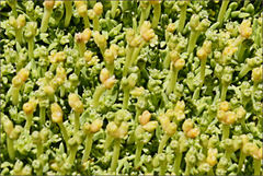 Scleranthus biflorus