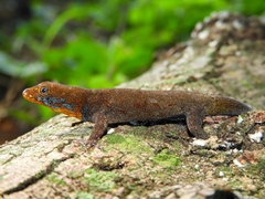 Gonatodes albogularis albogularis