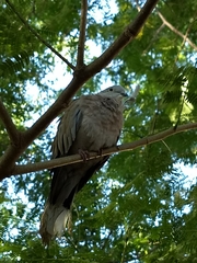 Streptopelia decaocto