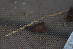 Orthosia transparens