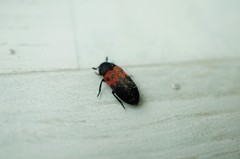 Dermestes vorax