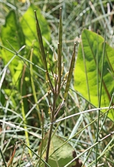Cardamine lilacina