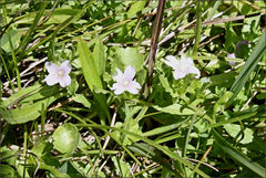 Epilobium billardiereanum