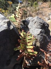 Phlebodium araneosum