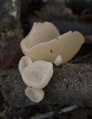 Aleurodiscus vitellinus