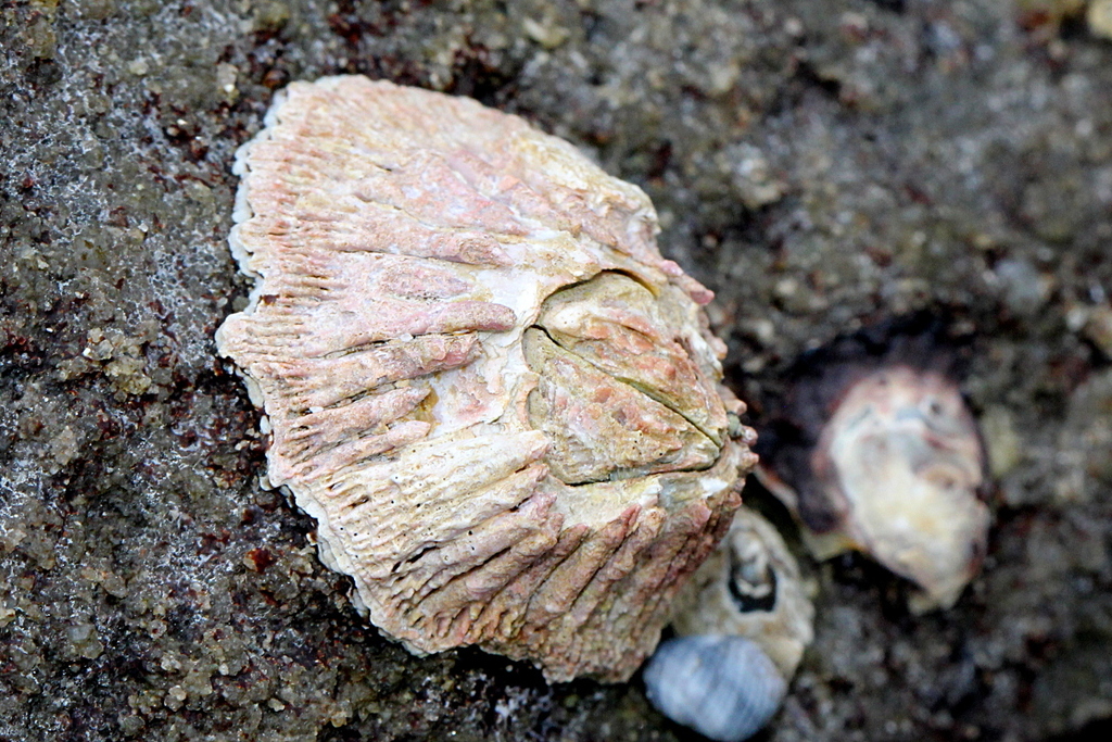 Rose-coloured Barnacle