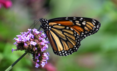 Danaus plexippus