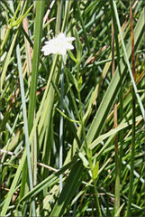 Stellaria angustifolia