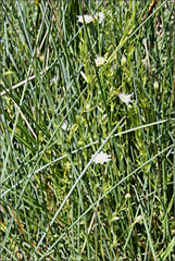 Stellaria angustifolia