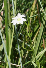 Stellaria angustifolia