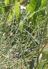 Cardamine lilacina
