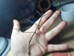 Cladomorphus phyllinus