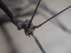 Cladomorphus phyllinus