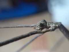 Cladomorphus phyllinus