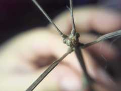 Cladomorphus phyllinus