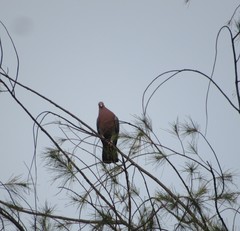 Patagioenas flavirostris