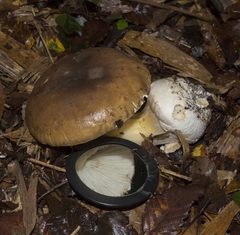 Amanita diemii