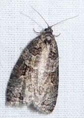Apotomis infida
