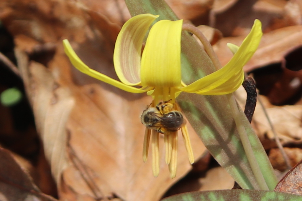 Troutlily Mining Bee from New Castle County, DE, USA on April 10, 2021 at 0315 PM by Deborah